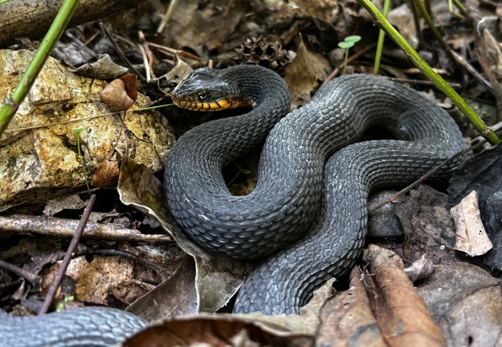 Plainbelly Water Snake